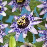 Green boutiQ - Passiebloem - Passiflora Damsels Delight- Bloem Paars met Wit - Weinig onderhoud - 2 planten - Pot 11cm Hoogte 40cm