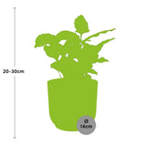 Coffea Arabica in ELHO Vibes Fold 14cm roze