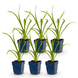 Green boutiQ - Vasteplant - Hemerocallis Summer Wine - Daglelie - Bijen en Vlinderlokkers - Paars - 6 Planten - Pot 11cm - Hoogte 15-25cm