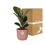 Ficus Elastica ‘Robusta’ in ELHO Vibes Fold 14cm roze