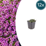 12x Thymus praecox 'Coccineus' - ↕10-25cm - Ø9cm