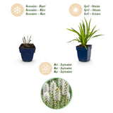 Green boutiQ - Vasteplant - Liatris spicata Alba - Lampenkruid - Bijen- en vlinderlokkers - Wit - 12 Planten - Pot 11cm - Hoogte 15-25cm