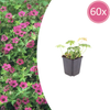 60x Geranium macr. 'Bevan's Variety' - ↕10-25cm - Ø9cm