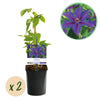Green boutiQ - Klimplant - Clematis Mrs. N. Thompson - Bloem Roze - Weinig onderhoud - 2 planten -Pot 11cm Hoogte 40cm