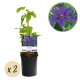 Green boutiQ - Klimplant - Clematis Mrs. N. Thompson - Bloem Roze - Weinig onderhoud - 2 planten -Pot 11cm Hoogte 40cm