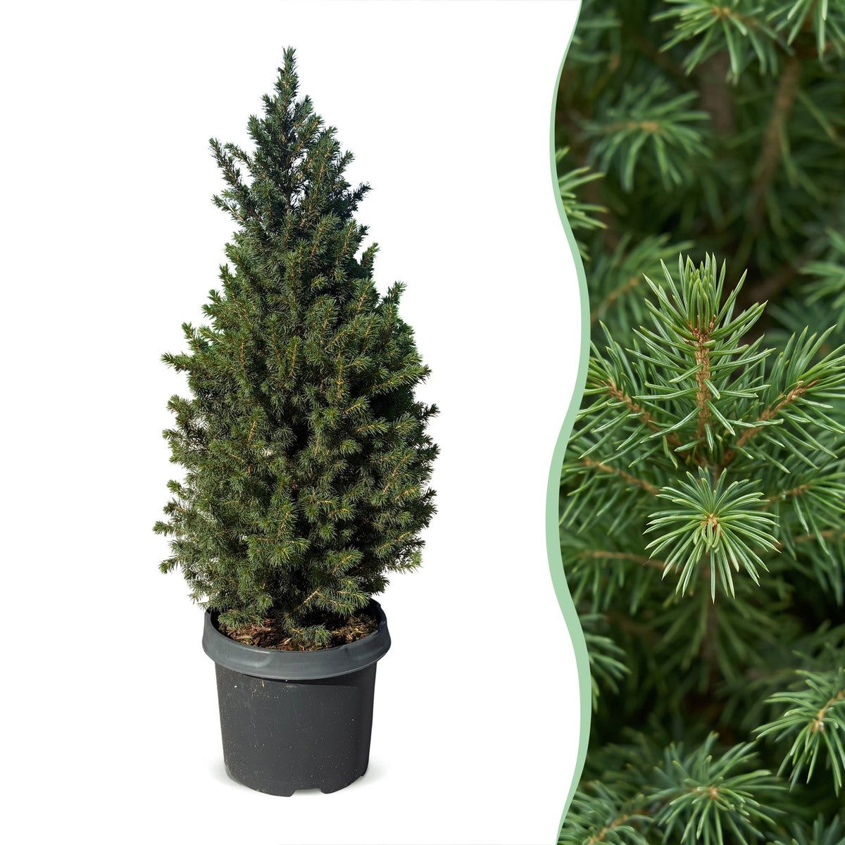 Set van 2 — Kegelspar kerstboom — Ø23 cm, 80 cm hoog