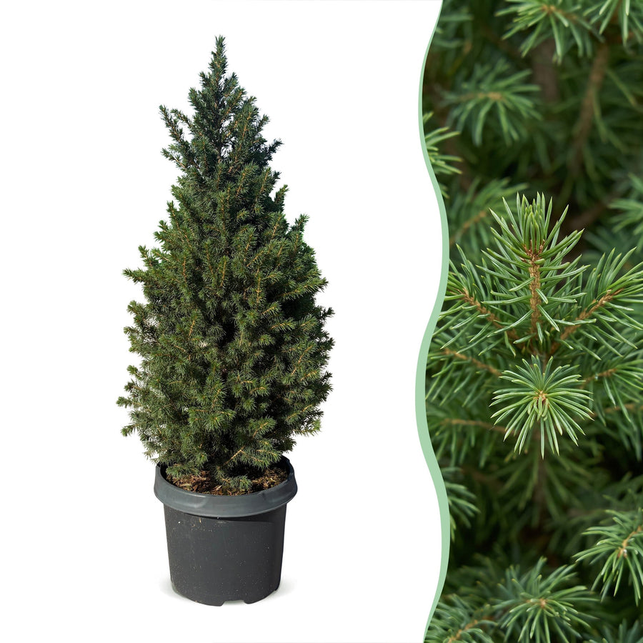 Set van 2 – Pot Ø23 cm · 80 cm hoog · Kegelspar kerstboom