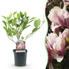Green boutiQ - Heesters -Magnolia Soulangiana- Bloemen Licht Roze - 1 Plant - Bladverliezend - Weinig Onderhoud - Pot 17cm Hoogte 45cm