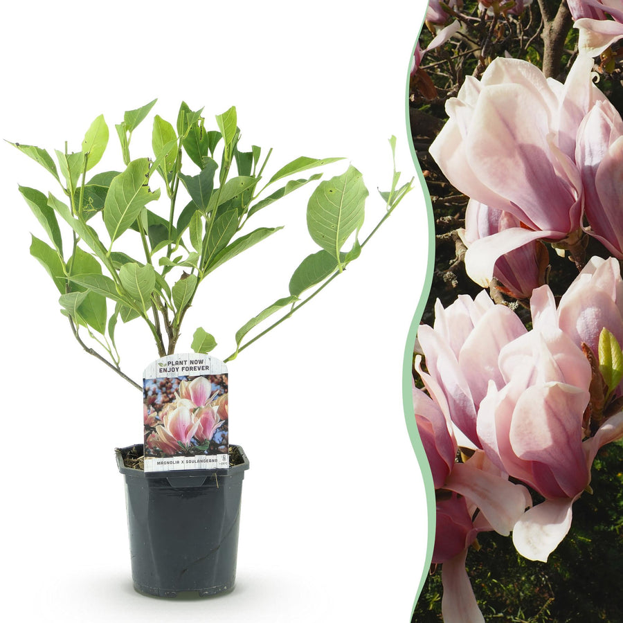 Magnolia Soulangiana – 45 cm hoog