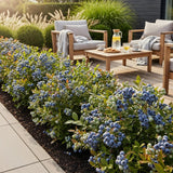 Green boutiQ - Fruitplanten - Blauwe Bes - Vaccinium corymbossum Bluegold - Winterhard - 3 Planten - Pot 9 cm - Blauwe Bes