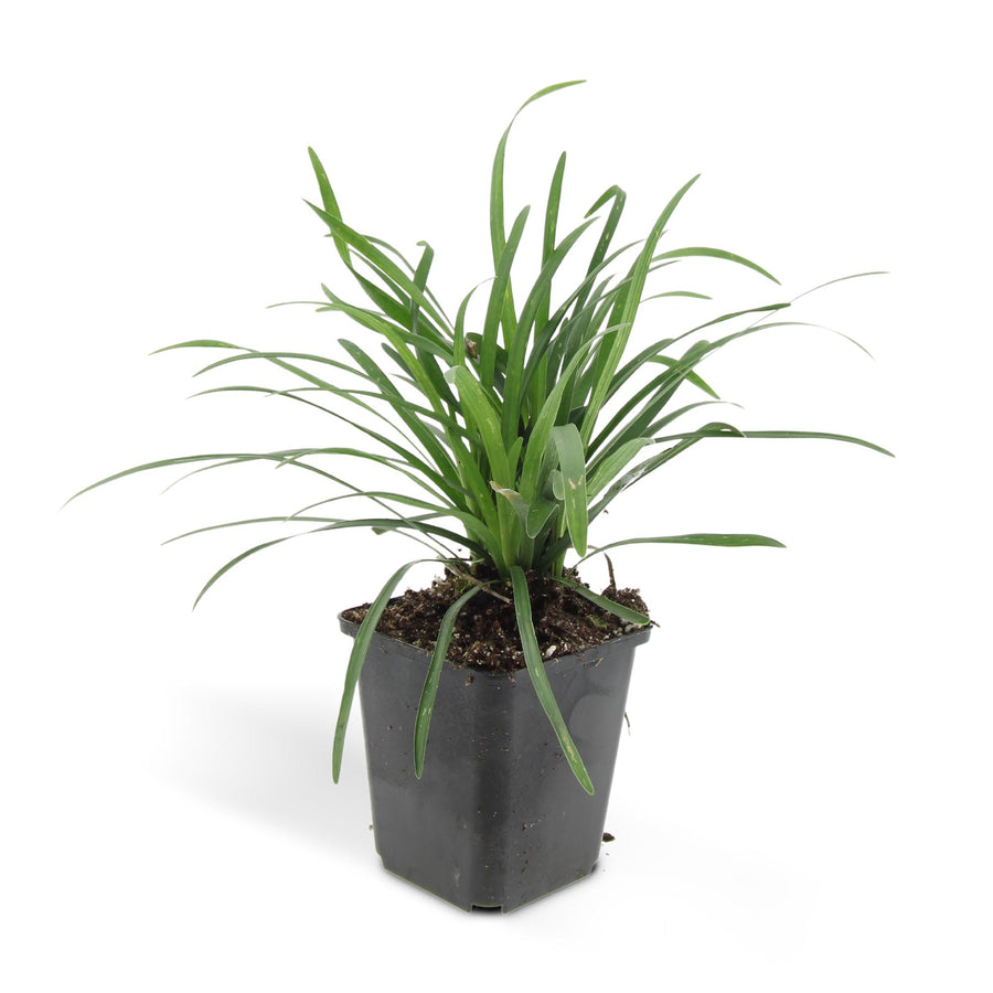 Liriope muscari 'Big Blue' – 48 planten · pot Ø9 cm · 10-25 cm hoog (foto 3)