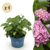 Green boutiQ - Tuinplant - Hydrangea Endles Summer The Original Pink - Hortensia - Winterhard - Roze - 4 Planten - Pot 14cm - Hoogte 20-25cm