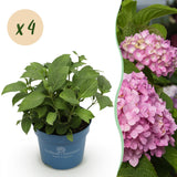 Green boutiQ - Tuinplant - Hydrangea Endles Summer The Original Pink - Hortensia - Winterhard - Roze - 4 Planten - Pot 14cm - Hoogte 20-25cm