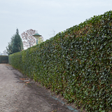Hedera Hibernica - Klimop - Kant-en-Klaar Haag |↔120cm - ↨120 cm