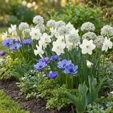 Bollenmix Sunny Garden — voor droge zonnige plekken, 280 stuks (maat 10/12)