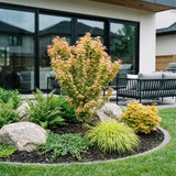 Green boutiQ - Tuinplant - Acer palmatum Koto Hime - Japanse Esdoorn - Bladverliezend - Groen - 1 - Pot 26cm - Hoogte 90cm
