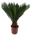 Cycas Revoluta 10+ Blad - Ø12cm - ↕45cm