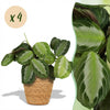 Green boutiQ - Kamerplant - Maranta Fascinator Silverband - Gebedsplant - Huisdiervriendelijke Plant - Groen - 4 Planten - met Mand - Pot 12cm - Hoogte 25cm