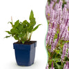 Green boutiQ - Vasteplant - Persicaria ampl. Rosea - Duizendknoop - Schaduw - Roze - 24 Planten - Pot 11cm - Hoogte 15-25cm