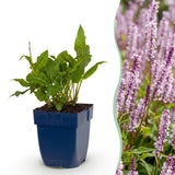 Green boutiQ - Vasteplant - Persicaria ampl. Rosea - Duizendknoop - Schaduw - Roze - 24 Planten - Pot 11cm - Hoogte 15-25cm