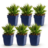 Green boutiQ - Vasteplant - Aster Wood's Pink - Pluimspirea - Bijen en Vlinderlokkers - Roze - 6 Planten - Pot 11cm - Hoogte 15-25cm