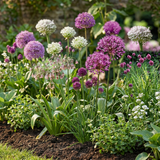 Sieruibollen Garden Allium mix — grootverpakking, 640 stuks (maat 10/12)