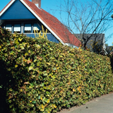 Palletdeal Haagplanten:50 Fagus sylvatica ↕ 80-100 - Ø 19cm | Mini Pallet