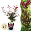 Green boutiQ - Terrasplant - Japanse Esdoorn - Acer palmatum Shaina - Rood - 2 Planten - Bladverliezend - Pot 19cm Hoogte 70cm