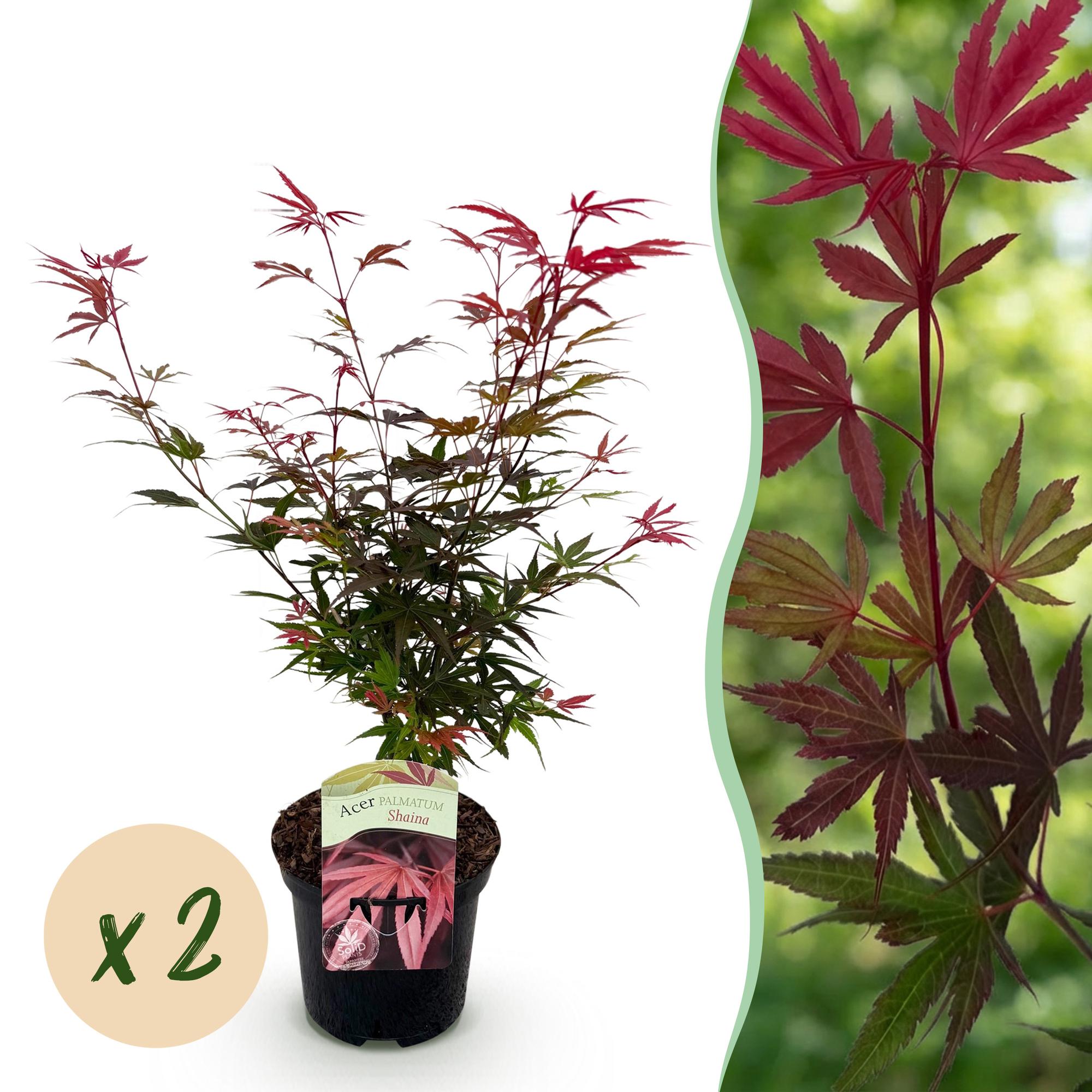 Green boutiQ - Terrasplant - Japanse Esdoorn - Acer palmatum Shaina - Rood - 2 Planten - Bladverliezend - Pot 19cm Hoogte 70cm