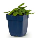 Green boutiQ - Vasteplant - Stachys off. Ukkie - Ezeloor - RotsPlant - Roze - 1 Plant - Pot 11cm - Hoogte 15-25cm
