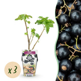 Green boutiQ - Fruitplanten - Zwarte Bes - Ribes nigrum Titania - Winterhard - 3 Planten - Pot 9 cm - Zwarte Bes