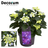 Hydrangea Teller Nizza Blue 7 - 12 Kop (Decorum) - Ø23cm - ↕45cm