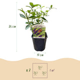 Green boutiQ - Tuinplant - Buddleja davidii Empire Blue - Vlinderstruik - Winterhard - Blauw - 1 Plant - Pot 17cm - Hoogte 45cm