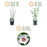 Green boutiQ - Tuinplant - Hibiscus syriacus Red Heart - Tuin Hibiscus - Winterhard - Wit - Rood - 3 Planten - Pot 17cm - Hoogte 45cm
