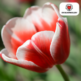 Tulpenbollen Candy Apple Delight — rood-wit, 20 stuks (maat 11/12)