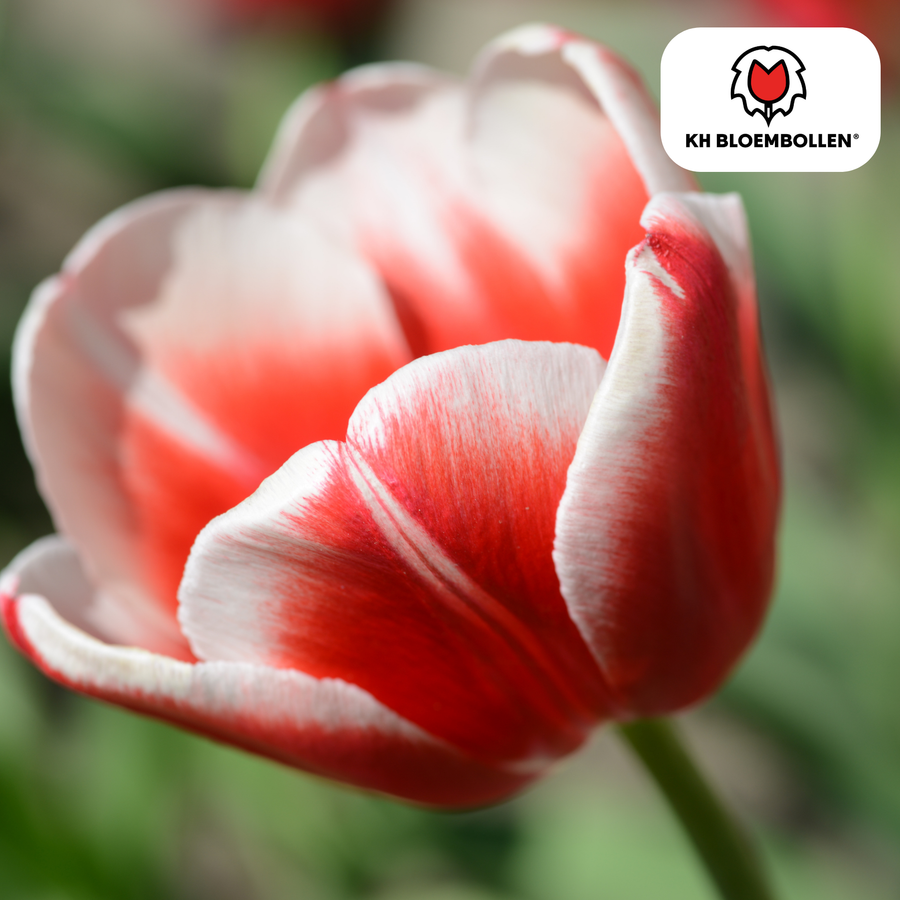 Tulpenbollen Candy Apple Delight — rood-wit, 20 stuks (maat 11/12)
