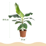 Green BoutiQ - Kamerplanten - Musa acuminata Dwarf Cavendisch - Bananenplant - Weinig onderhoud - Groen - 1 Plant - met Potter Grijs - Pot 21cm - Hoogte 70-75cm