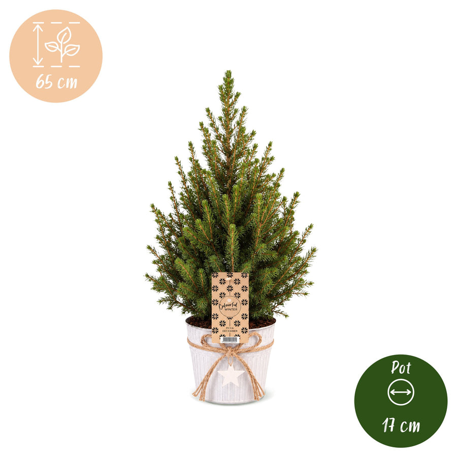 Set van 4 – Pot Ø17 cm · 65 cm hoog · Kegelspar kerstboom · met zinken pot (foto 5)