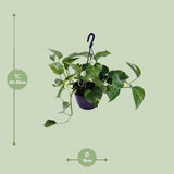 Epipremnum Aureum - Ø15cm - ↕30cm