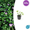 48x Vinca major - ↕10-25cm - Ø9cm
