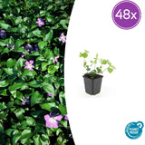 48x Vinca major - ↕10-25cm - Ø9cm
