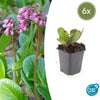6x Bergenia cordifolia 'Herbstblüte'- ↕10-25cm - Ø9cm