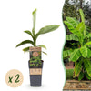 Green boutiQ - Fruitplant - Musa Basjoo - Bananenboom - Winterhard - Groen - 2 Planten - Pot 15cm - Hoogte 50cm