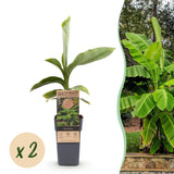 Green boutiQ - Fruitplant - Musa Basjoo - Bananenboom - Winterhard - Groen - 2 Planten - Pot 15cm - Hoogte 50cm