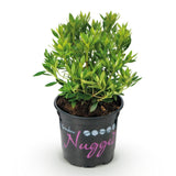 Green boutiQ - Dwerg Rhododendron - Rhododendron Bloombux Light Pink - Bloeiende Buxus - Weinig Onderhoud - Licht Roze Bloem - 1 Plant - Pot 10,5cm - Hoogte 20-25cm