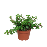 Portulacaria afra - zonder pot