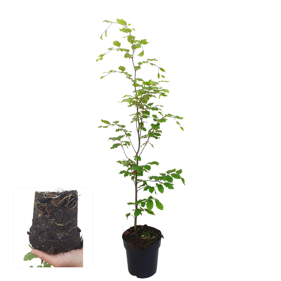Fagus sylvatica — Beukhaag, minipallet 50 stuks, 80-100 cm