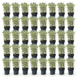 Green boutiQ - 40x Euonymus japonicus White Spire - Kardinaalsmuts - Haagplanten - Groenblijvend - Wit - Groen - Pot 9cm - Hoogte 20-30cm