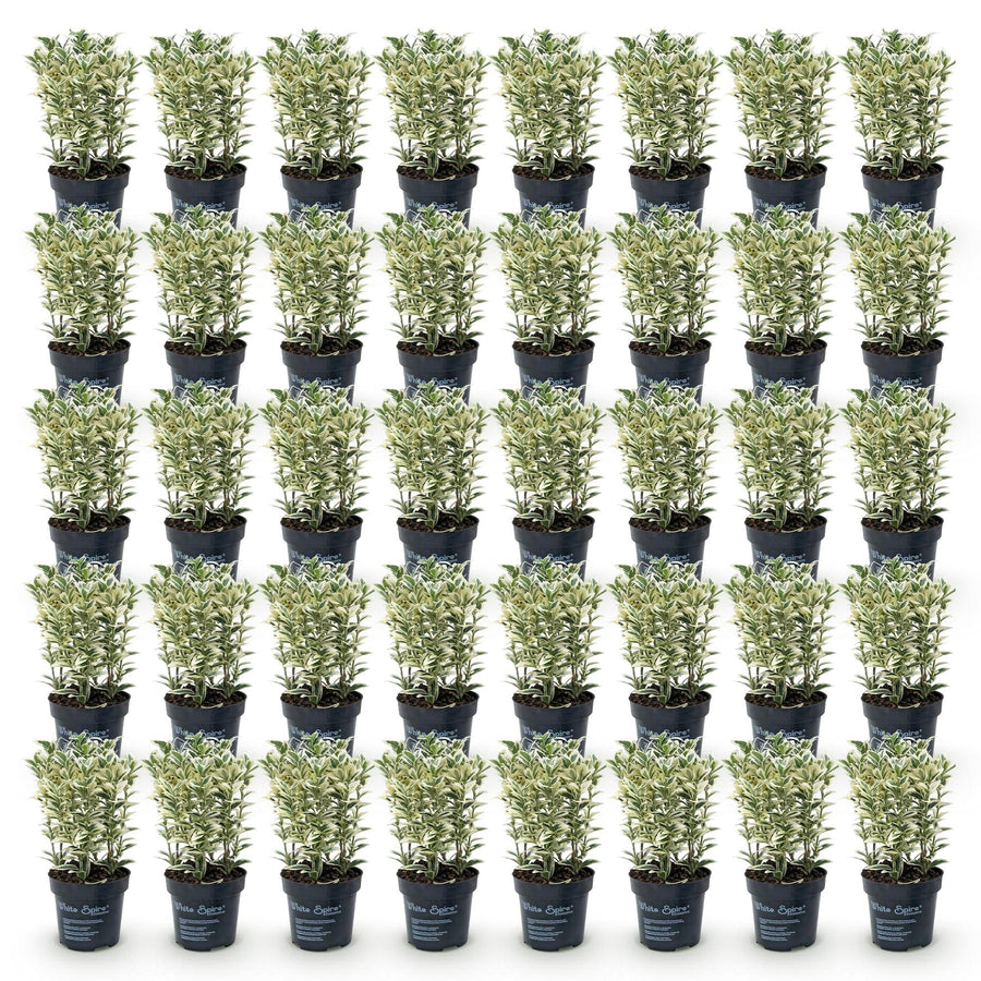 Euonymus japonicus White Spire — Kardinaalsmutshaag, 40 stuks, 20-30 cm