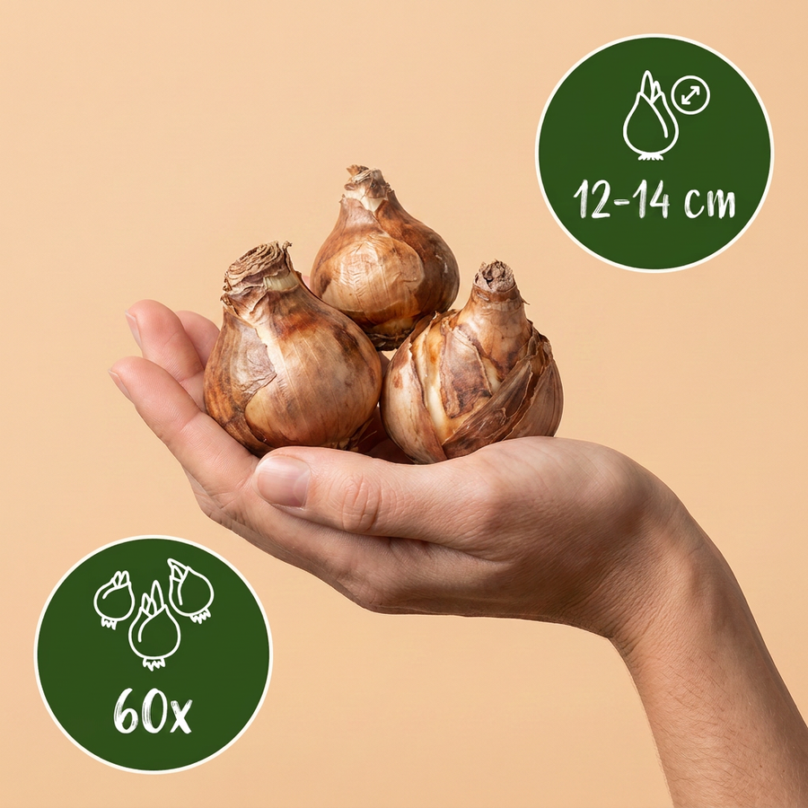Narcisbollen Carlton — geel, 60 stuks (bolmaat 12/14)